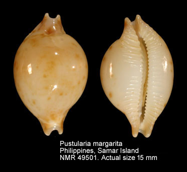 Pustularia margarita (2).jpg - Pustularia margarita (Dillwyn,1817)